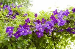 Les 5 plus belles fleurs mauves : découvrez leur splendeur violette