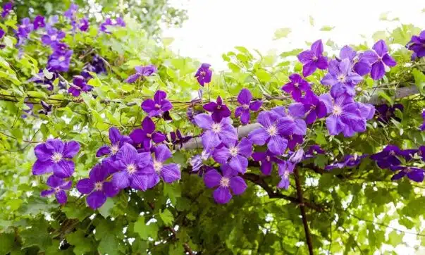 Les 5 plus belles fleurs mauves : découvrez leur splendeur violette